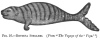 FIG. 16.RHYTINA STELLERI. (From The Voyage of the Vega.)