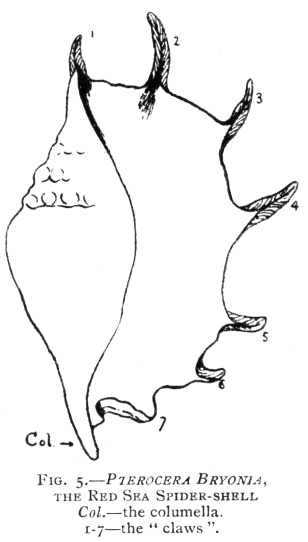 FIG. 5.PTEROCERA BRYONIA, THE RED SEA SPIDER-SHELL Col.the columella. 1-7the ''claws''