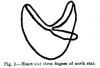 Fig. 3.Heart and three fingers of north star.