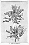 PLATE V<br> TI (DRAC&AElig;NA TERMINALIS)